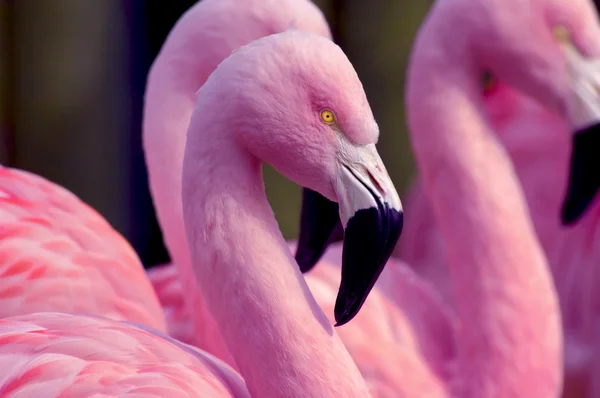 Chileense Flamingo kant portret — Stockfoto