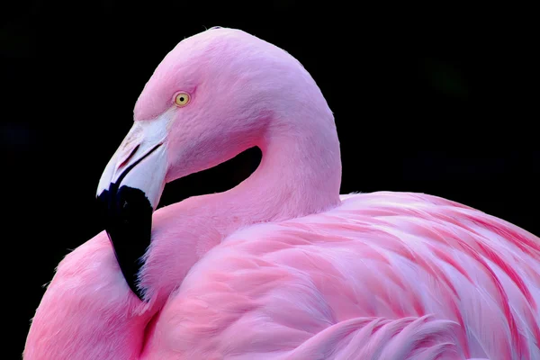 Perfil do Flamingo Chileno — Fotografia de Stock