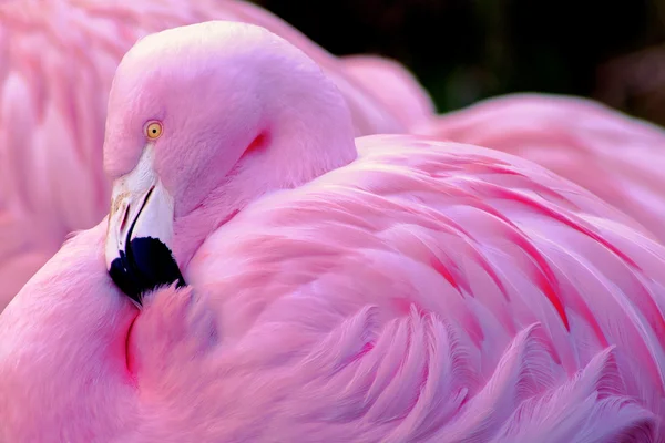 Portrait de flamant rose du Chili — Photo