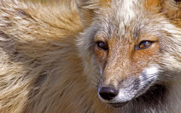 Adult Red Fox — Stock Photo, Image