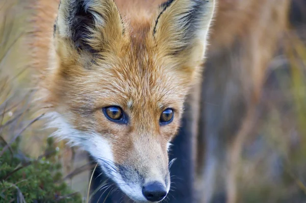 Aljašský red fox — Stock fotografie