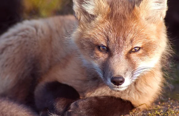 Cute Little Fox — Stock Photo, Image