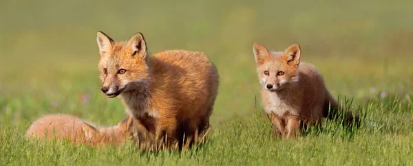 Молодые лисы играют в поле — стоковое фото