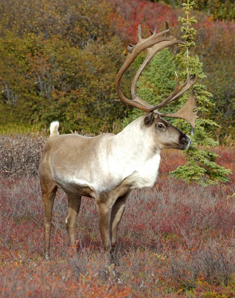 Le pâturage du caribou dans la toundra automnale de l'Alaska — Photo