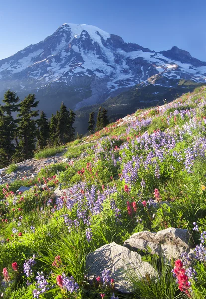 Mount Rainier Wildlflowers — Stock Photo, Image