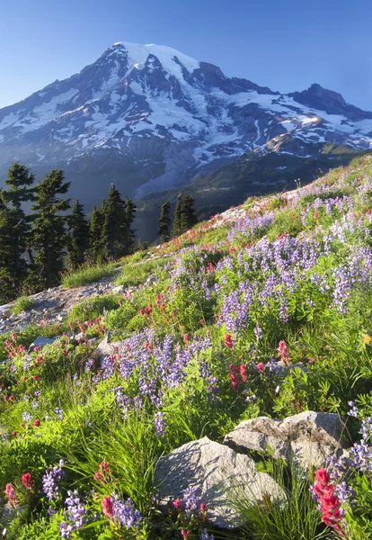 Monte Rainier Fiori di campo — Foto Stock