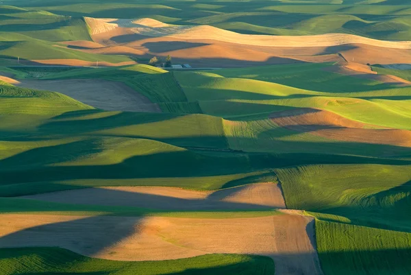 Vloeiende groene graslanden — Stockfoto