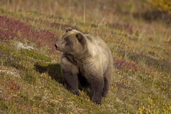 Boz ayı sonbahar Tundra üzerinde — Stok fotoğraf