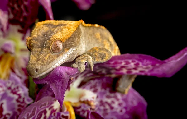 Λοφιοφόρη Gecko στο πορφυρό ορχιδέα — Φωτογραφία Αρχείου