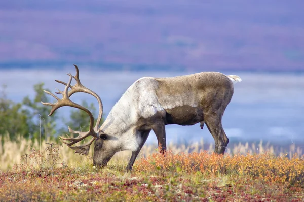 Alaskan Caribou på tundran — Stockfoto