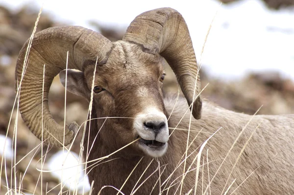 erkek bighorn koyun