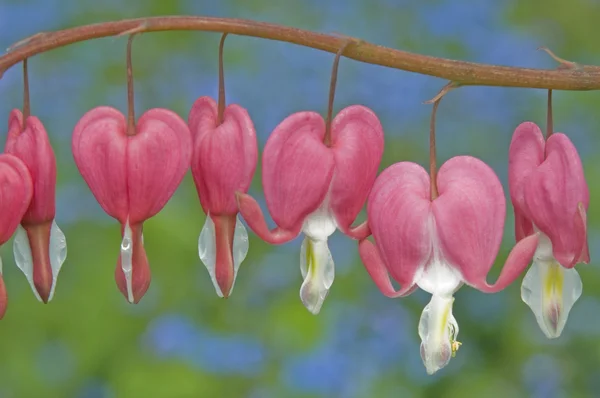 Blutende Herzen im Frühling — Stockfoto