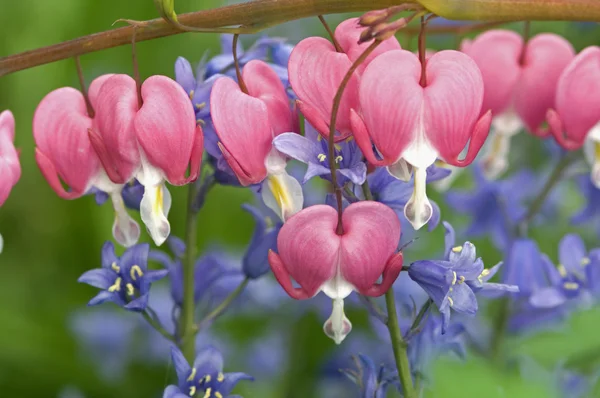 Pink Bleeding Hearts and Blue Bells — Stock Photo, Image