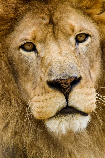 Afrikanisches Löwenporträt — Stockfoto