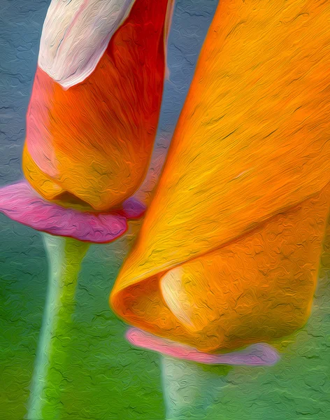 California haşhaş çifti: fotoğraf sanat Yağlıboya Resim