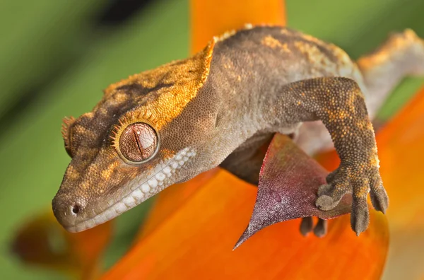 Crested Gecko op helder gebladerte Stockfoto