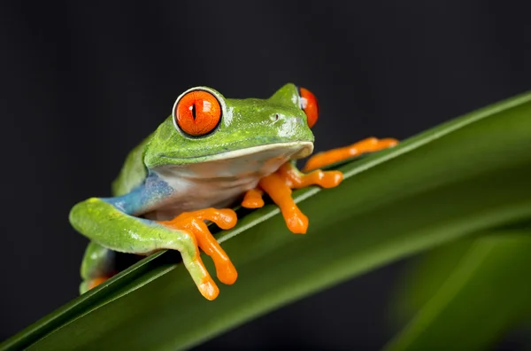 Sapo de Árvore de Olho Vermelho em Folhagem Verde Fotos De Bancos De Imagens