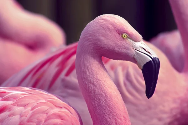 Flamingos chilenos de perto Fotos De Bancos De Imagens
