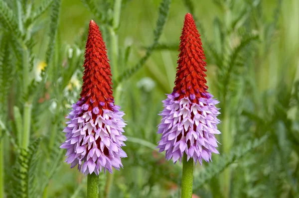 Prímula de orquídea roxa Imagem De Stock