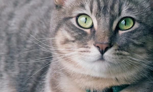 Серебряная кошка — стоковое фото