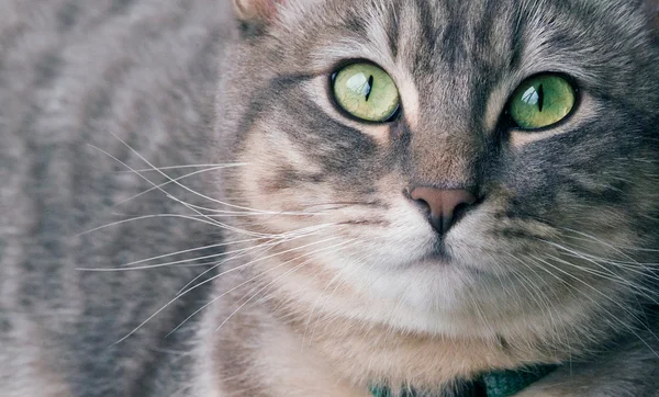 Silber gestromte Katze — Stockfoto