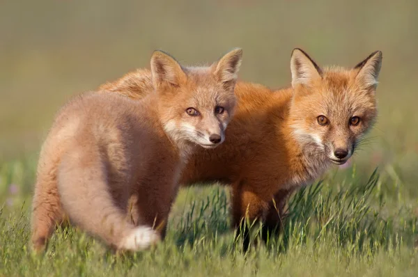 Лучший друг: Baby Foxes — стоковое фото