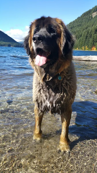 Leonberger köpek sahilde