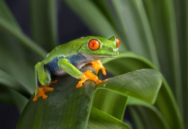 Tree Frog on Foliage clipart