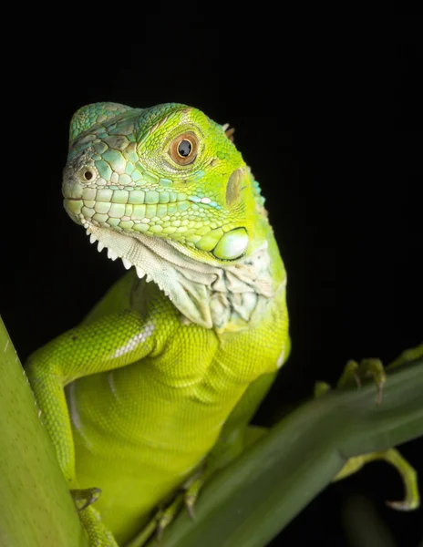 Retrato Jovem Iguana — Fotografia de Stock