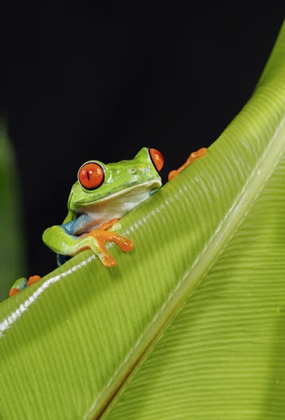 Tree frog op blad — Stockfoto