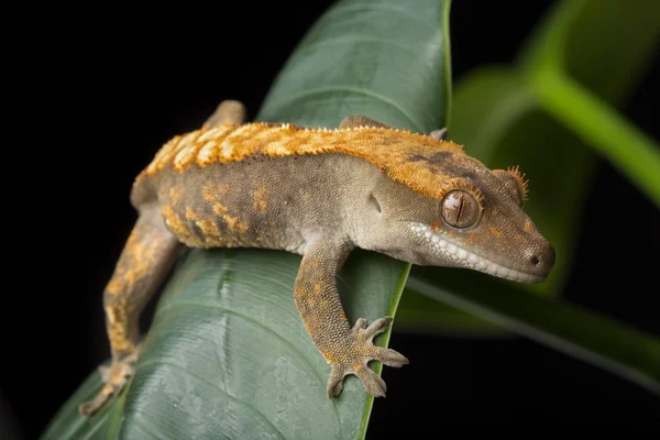 Gecko yaprak üzerinde