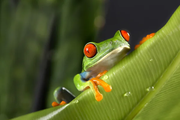 Boomkikker gluren Over gigantische blad — Stockfoto