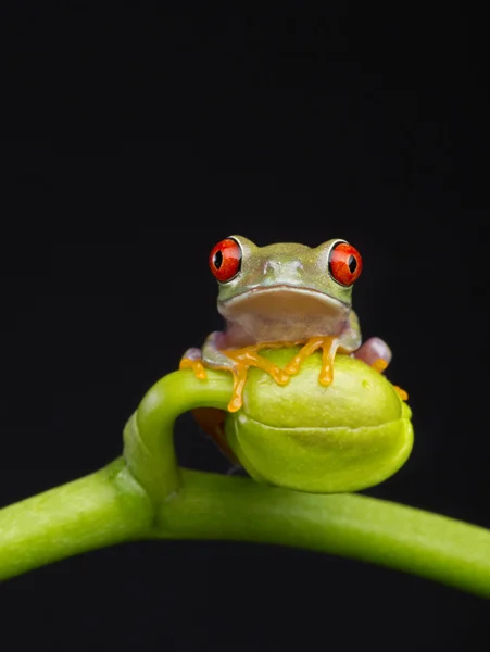 Baby kikker op Orchid — Stockfoto