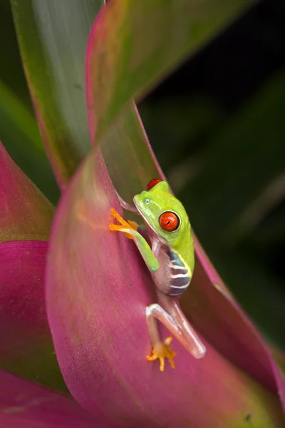 Sapo de árvore de bebê em folhagem colorida — Fotografia de Stock