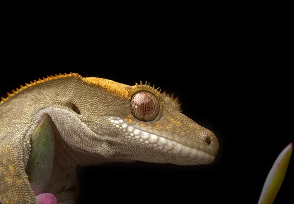 Gecko de perto — Fotografia de Stock