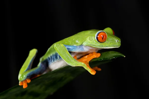 Boomkikker klimmer — Stockfoto