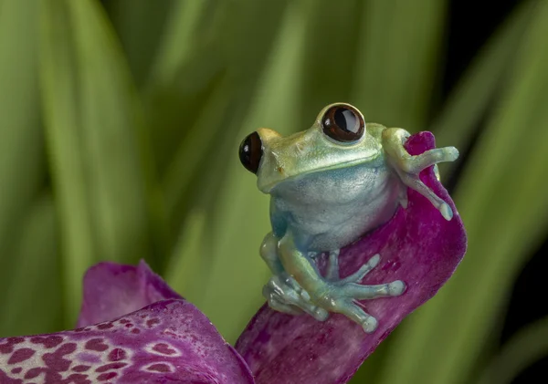 보라색 꽃 나무 개구리 — 스톡 사진