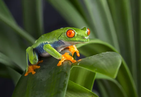 Sapo de árvore em folhagem — Fotografia de Stock