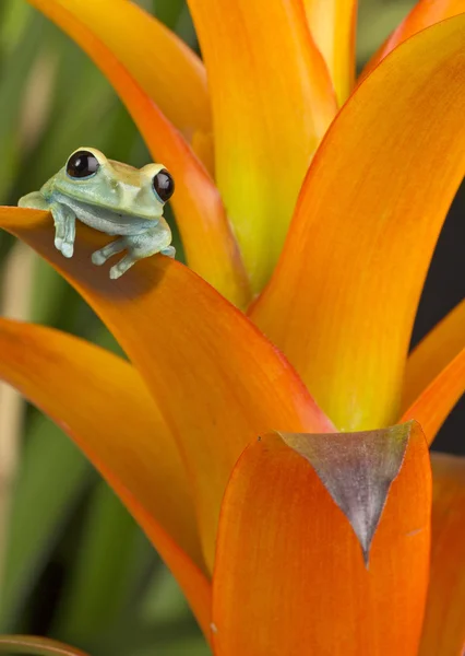 Sapo de árvore em folhagem colorida — Fotografia de Stock