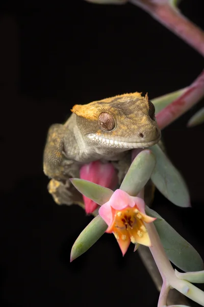 Gecko em Flores — Fotografia de Stock