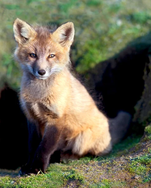 Bebek Fox Den tarafından — Stok fotoğraf