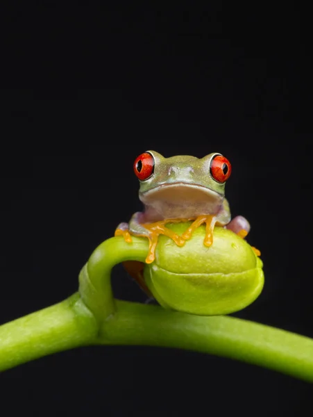 난초에 아기 개구리 스톡 사진