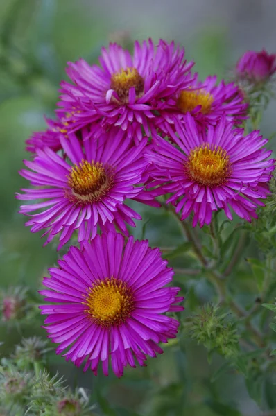 pembe ve sarı çiçekler