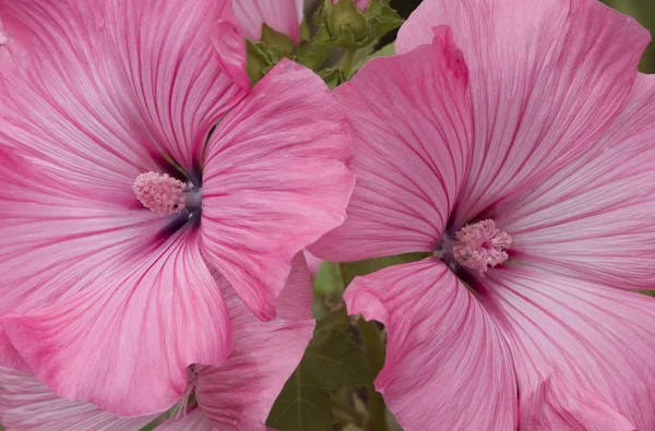 가까이 있는 분홍빛 꽃 스톡 사진