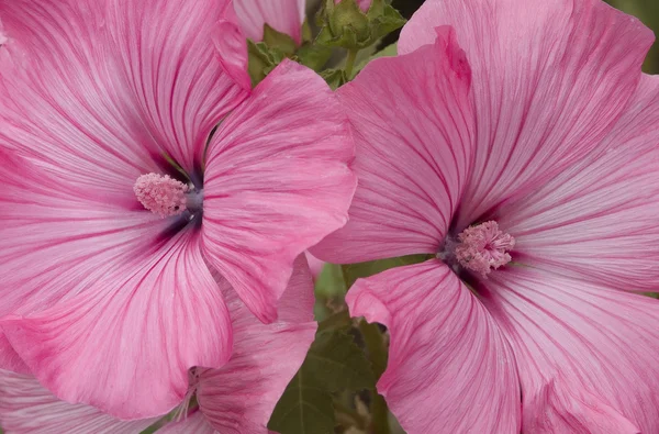 Rosa blomma närbild Stockfoto