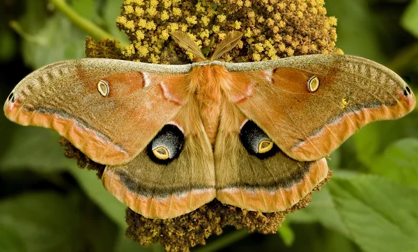 Giant Orange Moth — Stock Photo, Image