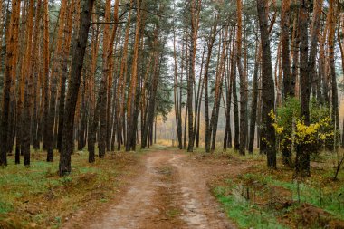 Sonbahar ormanlarında yol, ormanda yol. .