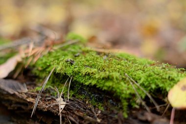 Ağaç gövdesinde yosun
