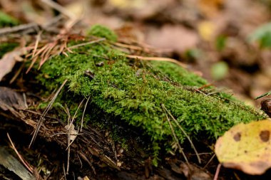 Ağaç gövdesinde yosun var.