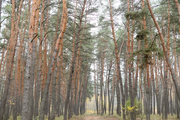 Bomen Het Bos Ochtendmist — Stockfoto